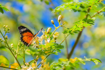 Cute leopard lacewing butterfly (Cethosia cyane), a species of heliconiine butterfly. Beautiful orange black white spotted butterfly perching on wild flowers under clear blue sky background.