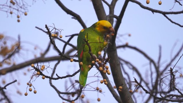 pasadena parrot eating fruit from a tree in california. These parrots are descendants of escaped pets and thrive in the area. 