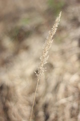 Fototapeta premium gold grass