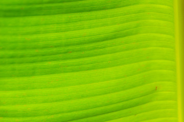 Green leaf pattern of banana tree for background. Colorful exotic banana leaf under bright sunlight.