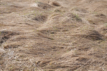 Dry autumn grass