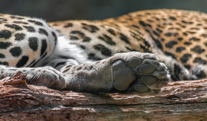 Leopard paw (panthera pardus), close view