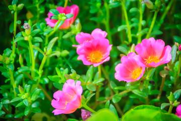 Beautiful pink portulaca oleracea flower, also known as common purslane, verdolaga, little hogweed, red root, or pursley.