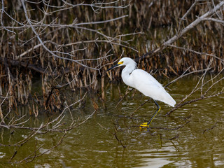 Snowy Egret Foraging on the Pond with Mangrove