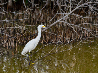  Snowy Egret Foraging on the Pond with Mangrove