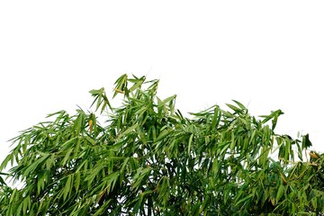 Bamboo leaves with branches on white isolated background for green foliage backdrop 