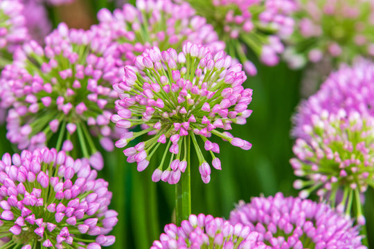 Allium (Millenium)