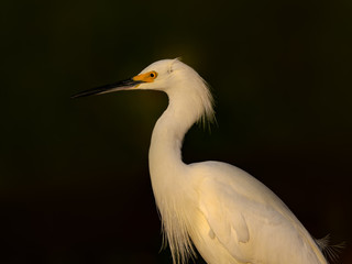 Snowy Egret Portrait in Early Morning Light