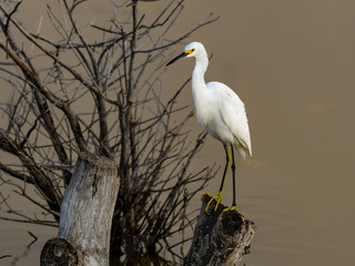  Snowy Egret Foraging on the Pond  and Standing on a Snag