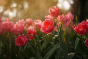 Close-up of beautiful coral orange tulip flowers with water drops in garden of evening mist with spraying water on flower field background in warm tone morning or evening sunlight.