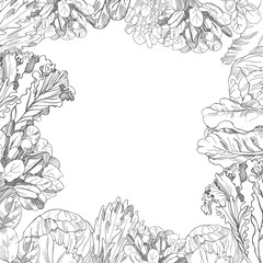 Vector background with hand drawn different kinds of lettuce