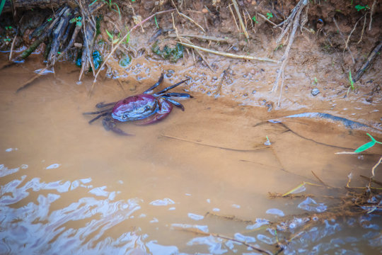 Freshwater crab or rice field crab (Somanniathelphusa) that can be found in fresh water in rivers, canals or in rice fields.