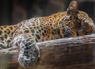Leopard (panthera pardus), resting on a wooden trunk