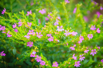 Beautiful purple Cuphea hyssopifolia flower, also known as false heather, Mexican heather, Hawaiian heather or elfin herb