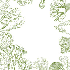 Vector background with hand drawn different kinds of lettuce