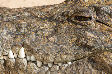 A large dangerous Crocodile