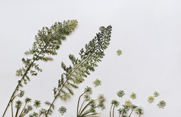 The concept of strong wind. Dry branches of plants on a gray background resemble a landscape with trees. Herbarium composition, minimalism.