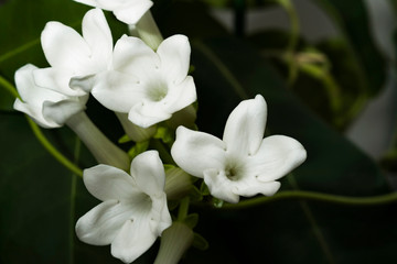 Obraz na płótnie Canvas Flower brush stephanotis close-up. White flowers with a waxy coating, like stars. Flowers grow from leaf axils. In the center of each flower are funnel with thin villi. 