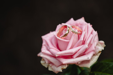 Fototapeta premium Wedding rings on a rose flower