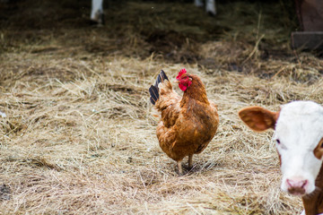 Fototapeta premium A hen walks along the hay in the yard in the summer and cleans feathers.