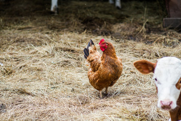 A hen walks along the hay in the yard in the summer and cleans feathers.