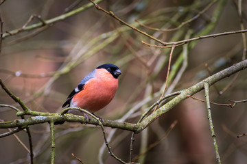 Eurasian Bullfinch