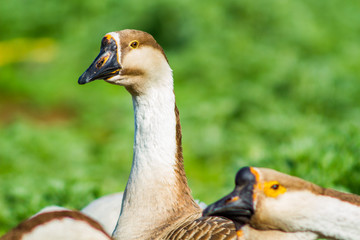 A goose with a long neck stands against a greenery in a flock