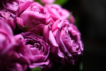 Bright english peony roses fuchsia color. Free black space, gentle backgroundd for text. Deep pink blooming flowers