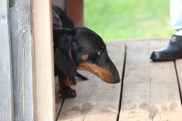 dachshund