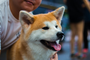 Close up Akita dog smiling to its owner.