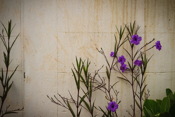 Bush of purple flower on grungy wall background.