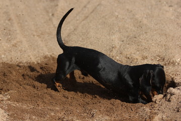 digging dachshund