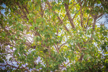Organic purple Syzygium cumini fruits on tree. Syzygium cumini, known as jambul, jambolan, jamblang or jamun, is an evergreen tropical tree.