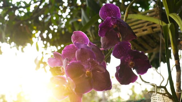 Beautiful vanda orchids at the garden in the evening sunlight