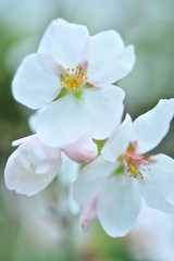 Fototapeta na wymiar 満開の吉野桜