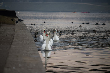 Ptaki rzeczne © Przemysaw