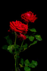 Roses for romantic Valentines Festival