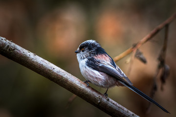 Long-tailed tit  (Aegithalos caudatus)
