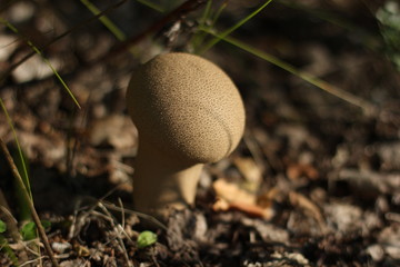 mushroom