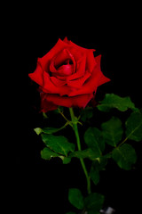 Roses for romantic Valentines Festival