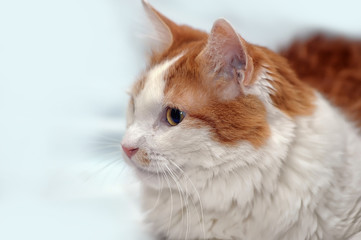 large white and red domestic cat