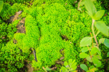 Evergreen mossy rock in the forest with small trees for background.