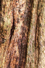 rotting tree