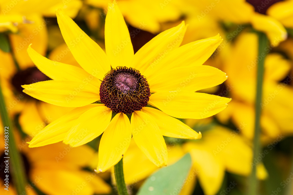 Poster Rudebeckia (Sophia)