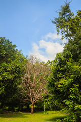 Dried dead tree is standing among green life trees under blue sky background. A leafless tree among big green tree in the forest.