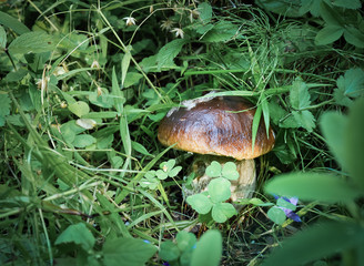 Birch bolette (porcini)