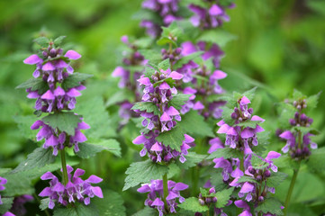 Natural overgrown Lamium purpureum