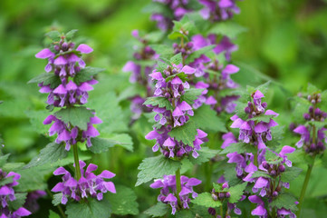 Fototapeta premium Natural overgrown Lamium purpureum