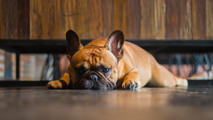 French Bulldog lay on the floor. The dog looking to the camera.