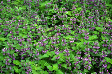 Fototapeta na wymiar Natural overgrown Lamium purpureum